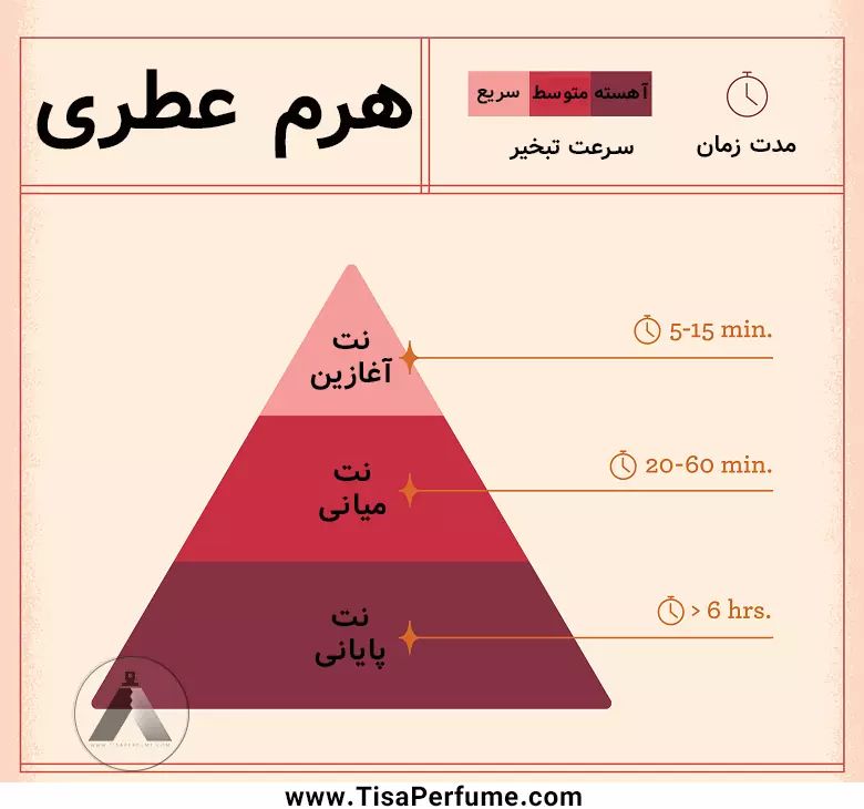 هرم عطری – تیسا هرم بویایی عطر